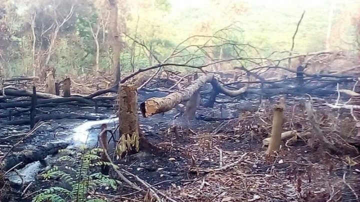 Mamou-Environnement: La forêt classée de Linguerin  sous la  menace  des agriculteurs