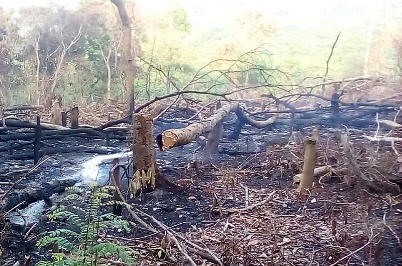 Mamou-Environnement: La forêt classée de Linguerin  sous la  menace  des agriculteurs