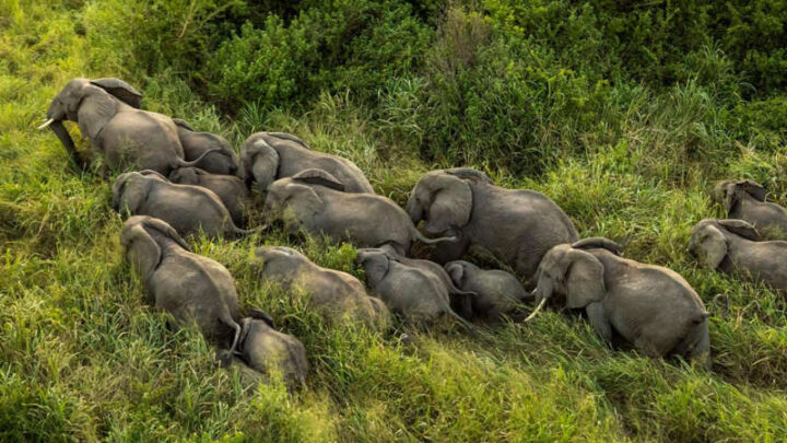 Le Zimbabwe, pays hôte d’une conférence sur les éléphants d’Afrique