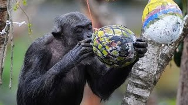 Guinée-Bissau : des chimpanzés alcoolisés suscitent la curiosité des chercheurs
