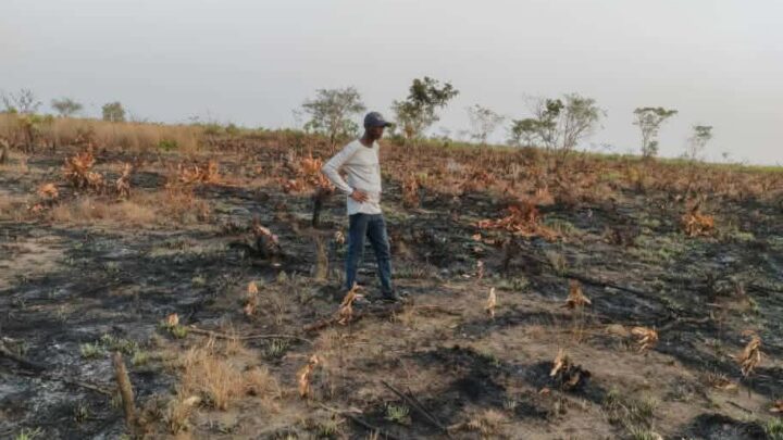 Forécariah : Une plantation d’anacardiers ravagée par un incendie à Senguelen