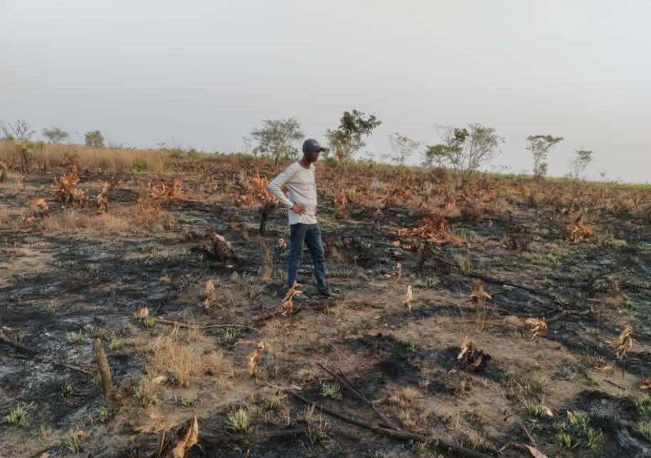 Forécariah : Une plantation d’anacardiers ravagée par un incendie à Senguelen